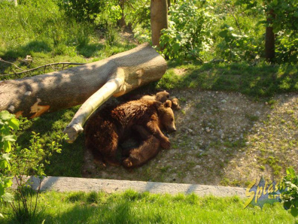 Artikel Bild für FM54